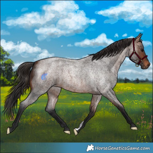 Horse Color:Brown Roan