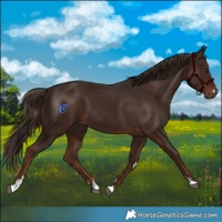 Horse Color:Liver Chestnut