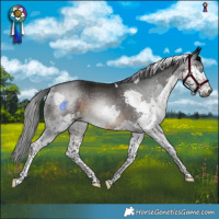 Horse Color:Gray Brown Splash Tobiano Rabicano 