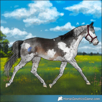 Horse Color:Gray Brown Splash Tobiano Rabicano 