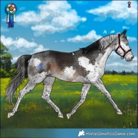 Horse Color:Gray Brown Splash Tobiano Rabicano
