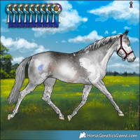 Horse Color:Gray Brown Splash Tobiano Rabicano