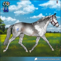 Horse Color:Gray Brown Splash Tobiano Rabicano