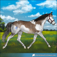 Horse Color:Gray Bay Dun Splash Tobiano