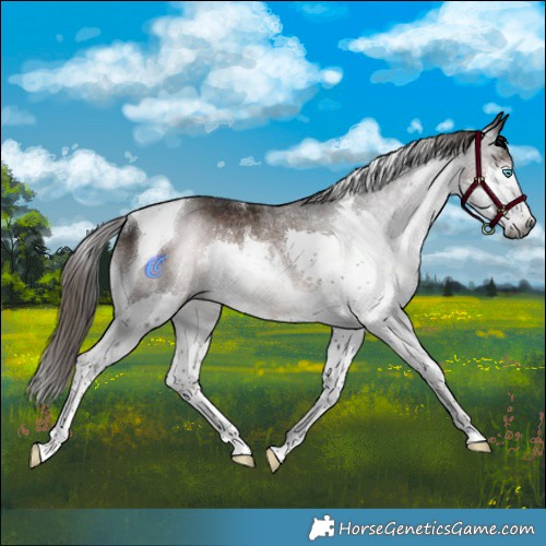 Horse Color:Gray Liver Chestnut Splash Tobiano Rabicano 