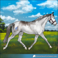 Horse Color:Gray Liver Chestnut Splash Tobiano Rabicano