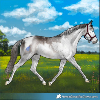 Horse Color:Gray Liver Chestnut Splash Tobiano Rabicano 