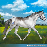 Horse Color:Gray Liver Chestnut Splash Tobiano Rabicano