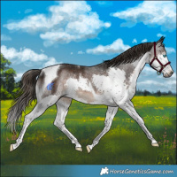 Horse Color:Gray Liver Chestnut Splash Tobiano Rabicano 
