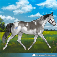 Horse Color:Gray Grullo Splash Tobiano 