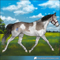 Horse Color:Gray Brown Dun Splash Tobiano