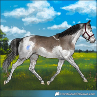 Horse Color:Gray Brown Dun Splash Tobiano 