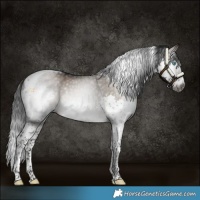 Horse Color:Gray Brown Dun Splash Tobiano