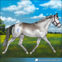 Horse Color:Gray Brown Dun Splash Tobiano 