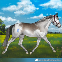 Horse Color:Gray Brown Dun Splash Tobiano 