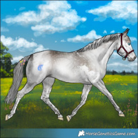 Horse Color:Gray Brown Dun Splash Tobiano 