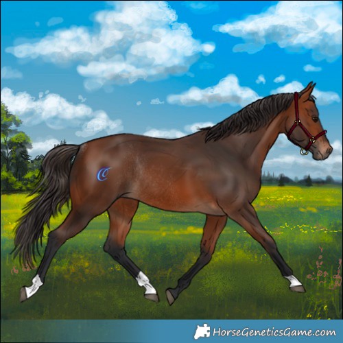 Horse Color:Bay Rabicano 