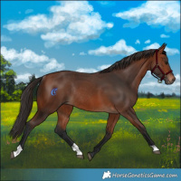 Horse Color:Bay Rabicano 