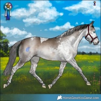 Horse Color:Gray Brown Dun Splash Tobiano Rabicano