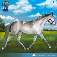 Horse Color:Gray Brown Dun Splash Tobiano Rabicano 