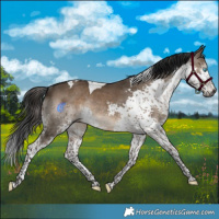 Horse Color:Gray Brown Dun Splash Tobiano Rabicano 