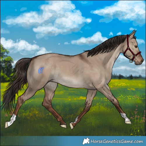 Horse Color:Liver Red Dun 