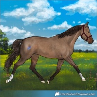 Horse Color:Liver Red Dun