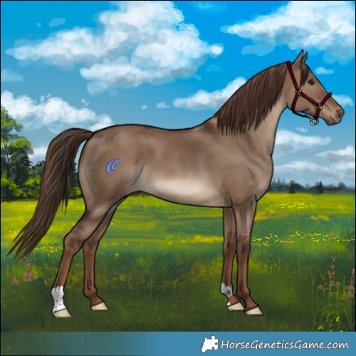 Horse Color:Liver Red Dun 