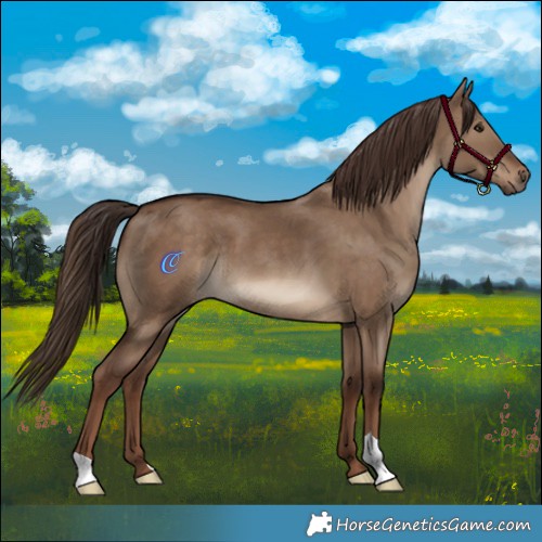Horse Color:Liver Red Dun 