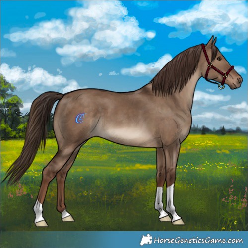 Horse Color:Liver Red Dun 
