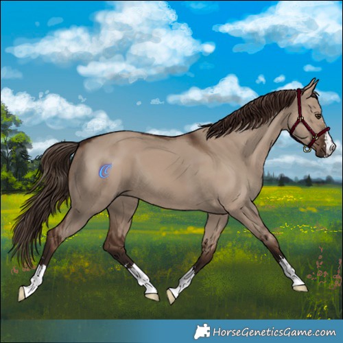 Horse Color:Liver Red Dun 