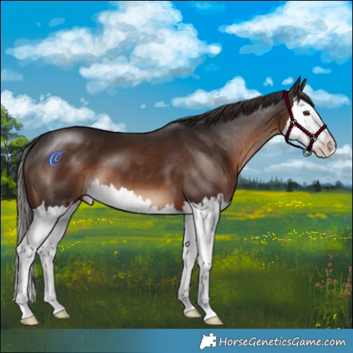 Horse Color:Liver Chestnut Splash 