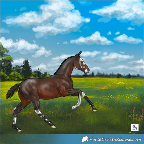 Horse Color:Gray White Spotted Liver Chestnut 