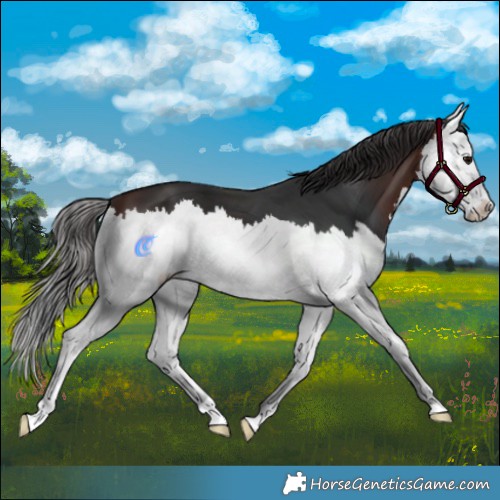 Horse Color:Brown Splash 