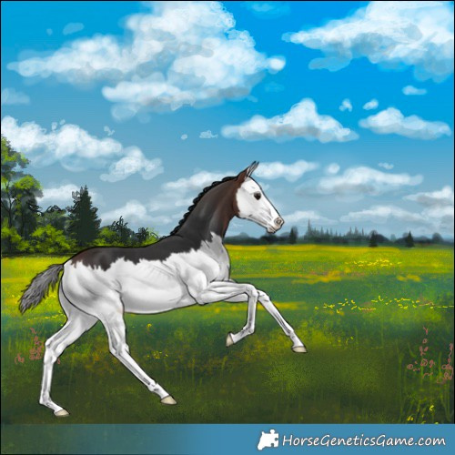 Horse Color:Brown Splash 