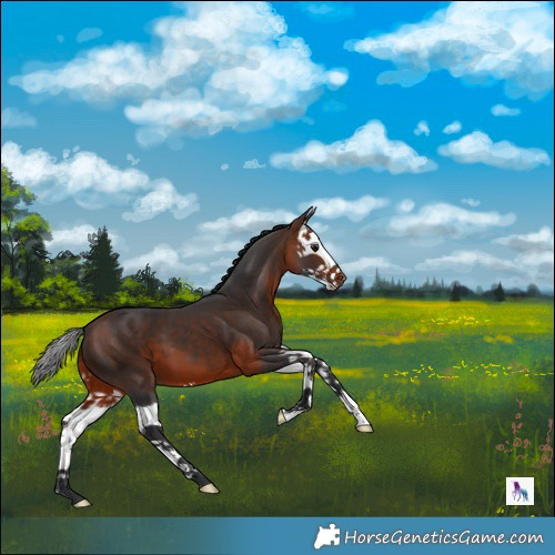 Horse Color:Bay Splash 