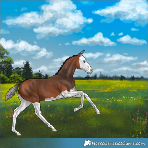 Horse Color:Bay Splash
