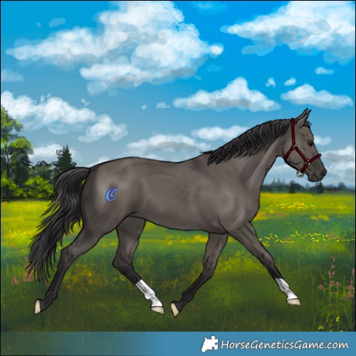 Horse Color:Smoky Grullo 