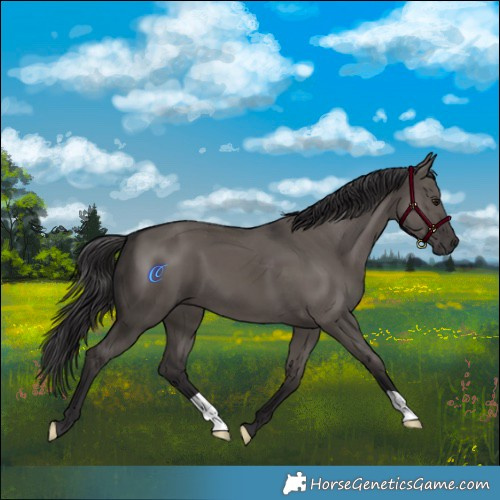 Horse Color:Smoky Grullo 