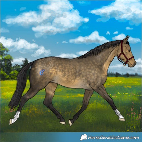 Horse Color:Buckskin Dun 
