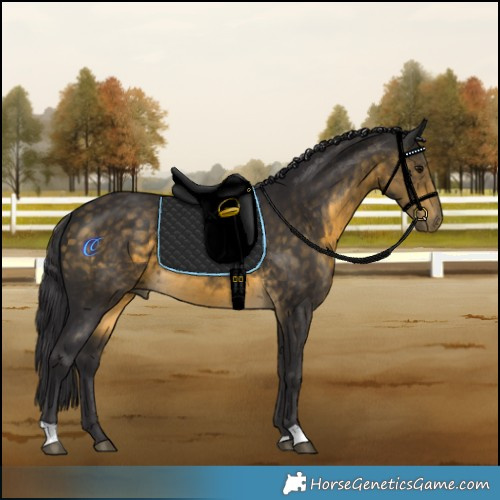 Horse Color:Buckskin 