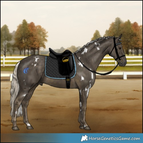 Horse Color:White Spotted Silver Smoky Black 