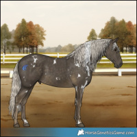 Horse Color:White Spotted Silver Smoky Black