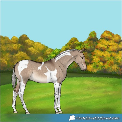 Horse Color:Silver Bay Dun Tobiano 