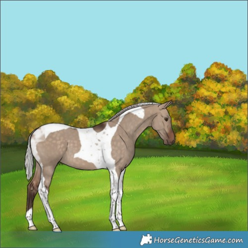 Horse Color:Silver Bay Dun Tobiano 