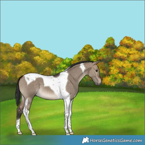 Horse Color:Bay Dun Tobiano 