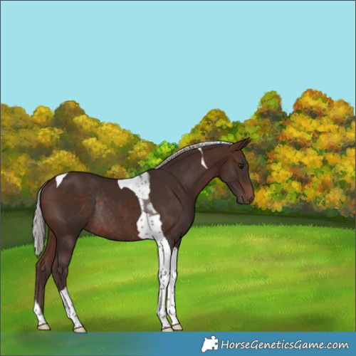 Horse Color:Silver Bay Tobiano Rabicano 