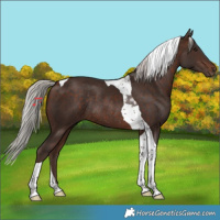Horse Color:Silver Bay Tobiano Rabicano