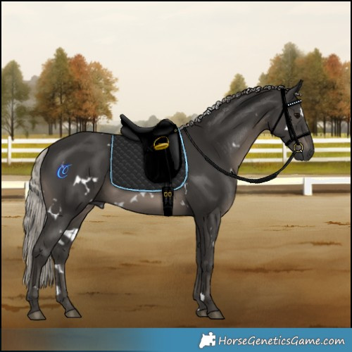 Horse Color:Gray White Spotted Silver Black Rabicano