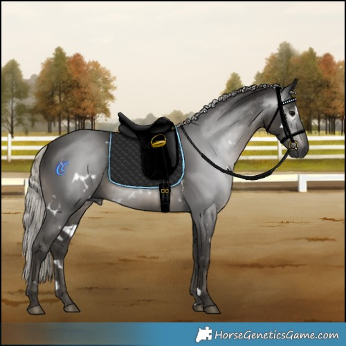 Horse Color:Gray White Spotted Silver Black Rabicano 